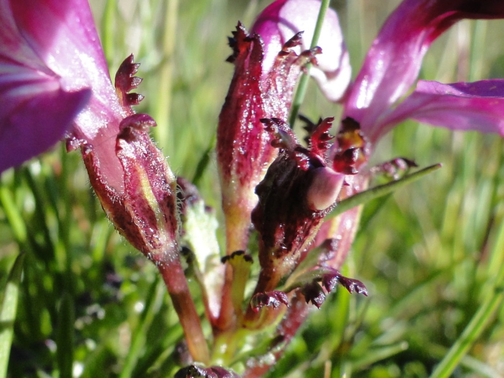 Pedicularis da id. 1 - Pedicularis kerneri